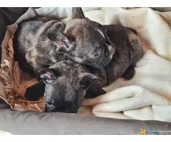 U ponudi FRANCUSKI BULDOG stenci