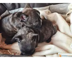 U ponudi FRANCUSKI BULDOG stenci