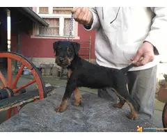 muska stenad terijera - 2