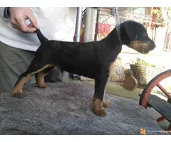 muska stenad terijera - 3