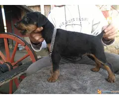 muska stenad terijera - 4