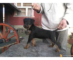 muska stenad terijera - 5