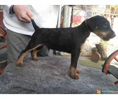 muska stenad terijera - 6