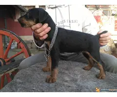 muska stenad terijera - 7