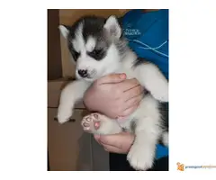 Na prodaju stenci Sibirskog Haskija - 2