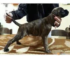 Štenci Nemačkog Boksera