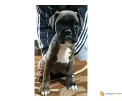 Štenci Nemačkog Boksera