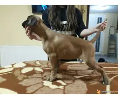 Štenci Nemačkog Boksera