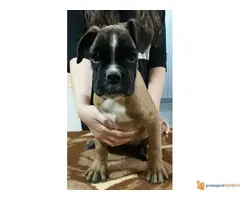 Štenci Nemačkog Boksera