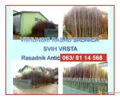 Rezervacija i prodaja voćnih sadnica jesen 2021 - 3