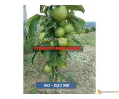 Rezervacija i prodaja voćnih sadnica jesen 2021 - 4