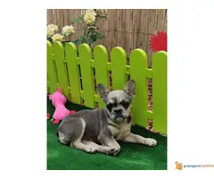 Francuski buldog štenci