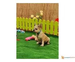 Francuski buldog štenci