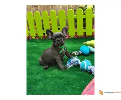 Francuski buldog štenci