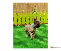 Francuski buldog štenci