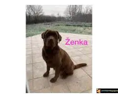 Vrhunski štenci čokoladnog labradora na prodaju - 2