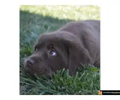 Vrhunski štenci čokoladnog labradora na prodaju - 4