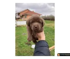 Vrhunski štenci čokoladnog labradora na prodaju - 5