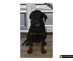 Na prodaju stenci rotvajlera vrhunskog porekla, izlozbenog karaktera