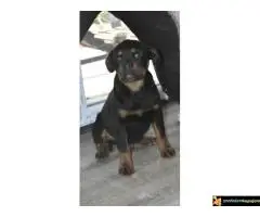 Na prodaju stenci rotvajlera vrhunskog porekla, izlozbenog karaktera