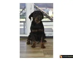 Na prodaju stenci rotvajlera vrhunskog porekla, izlozbenog karaktera