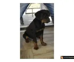 Na prodaju stenci rotvajlera vrhunskog porekla, izlozbenog karaktera