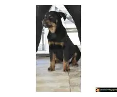 Na prodaju stenci rotvajlera vrhunskog porekla, izlozbenog karaktera - 6