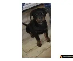 Na prodaju stenci rotvajlera vrhunskog porekla, izlozbenog karaktera - 7