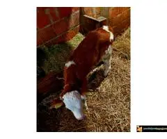 На продају мушко теле - 2