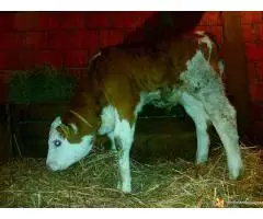 На продају мушко теле - 3