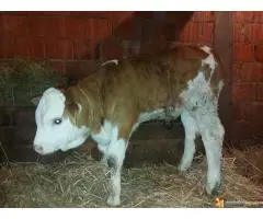 На продају мушко теле - 4