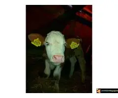 На продају мушко теле - 5