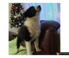 Na prodaju stenci Border collie stari 16 nedelja