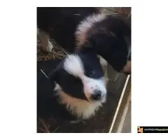 Na prodaju stenci Border collie stari 16 nedelja