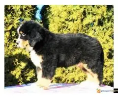 Na prodaju stenci bernskog planinskog psa