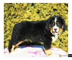 Na prodaju stenci bernskog planinskog psa