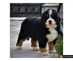 Na prodaju stenci bernskog planinskog psa
