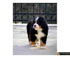 Na prodaju stenci bernskog planinskog psa