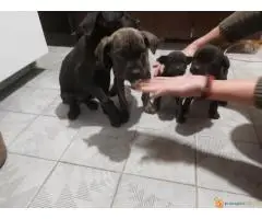 Cane Corso stenci na prodaju - Cistokrvni