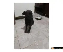 Cane Corso stenci na prodaju - Cistokrvni