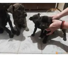 Cane Corso stenci na prodaju - Cistokrvni