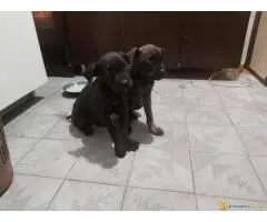 Cane Corso stenci na prodaju - Cistokrvni