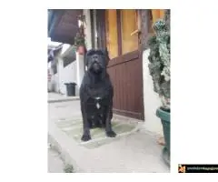 Cane Corso stenci na prodaju - Cistokrvni - 7