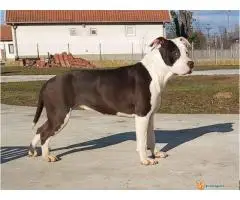 Americki stafordski terijer - ženke na prodaju! - 2