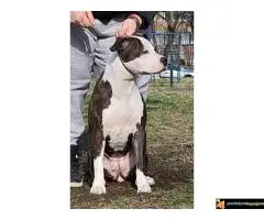 Americki stafordski terijer - ženke na prodaju! - 3