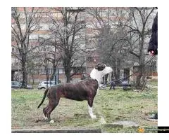 Americki stafordski terijer - ženke na prodaju! - 4