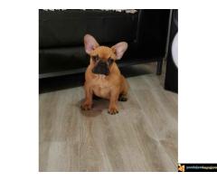 Francuski bulldog  - ženke  na prodaju