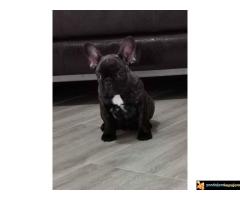 Francuski bulldog  - ženke  na prodaju