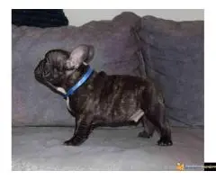 Štenci francuskog buldoga