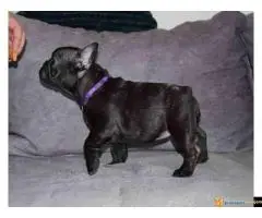 Štenci francuskog buldoga